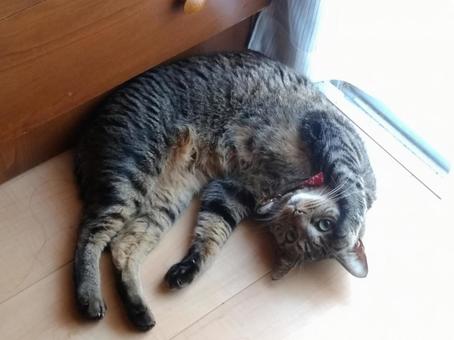 ねこ ねこの写真