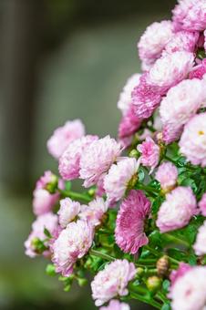 ピンク色のスプレーマムと背景 菊,花,スプレーマムの写真素材
