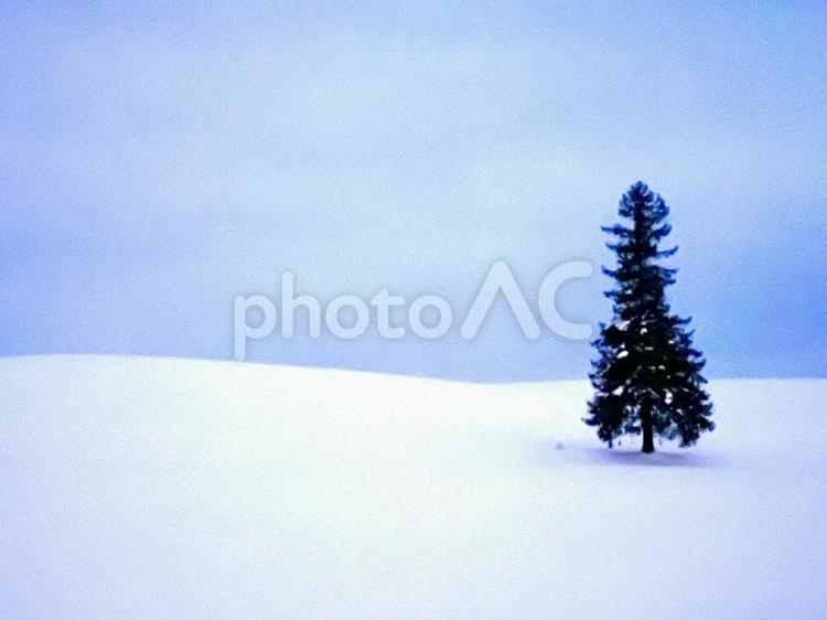 北海道　クリスマスツリーの木 クリスマスツリーの木,クリスマスツリー,冬の写真素材
