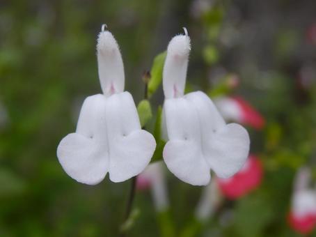 【花の写真】チェリーセージ 【花の写真】チェリーセージ チェリーセージ,シソ科,花の写真素材