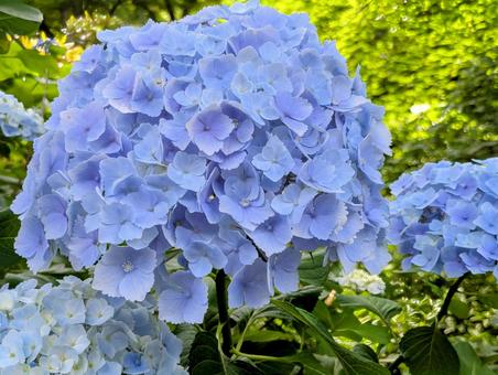ブルー色が映える紫陽花 ブルー色が映える紫陽花 あじさい,紫陽花,瑞々しいの写真素材