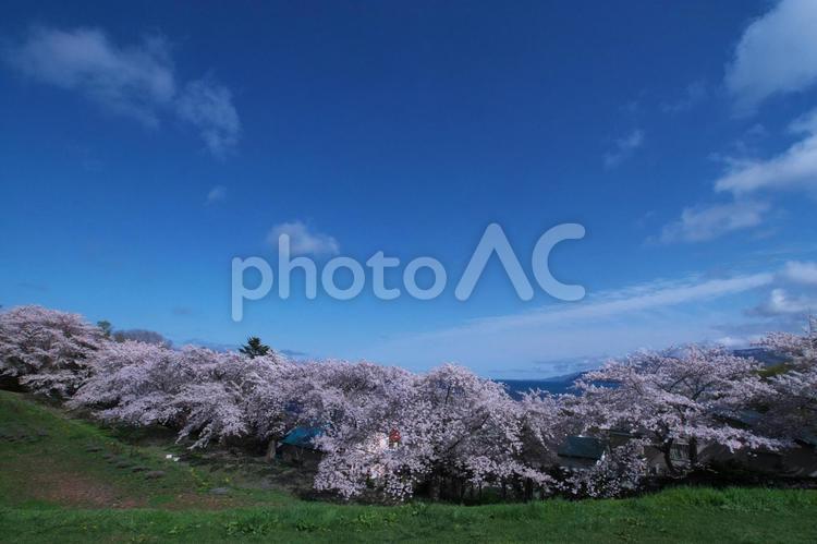 満開に咲き誇る桜並木 桜,花,空の写真素材