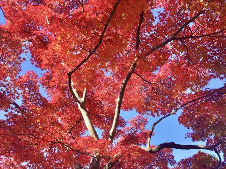 紅葉 紅葉,秋,もみじの写真素材