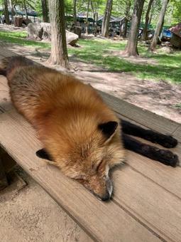 きつね きつねの写真
