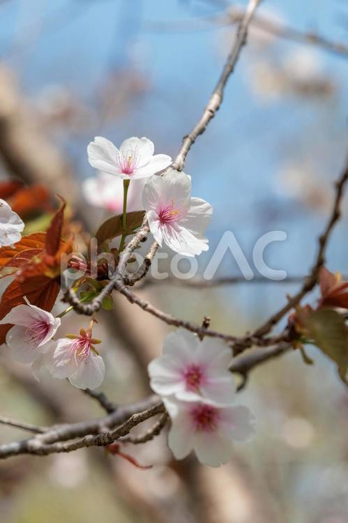 日差しを浴びるヤマザクラの花 山桜,花,春の写真素材