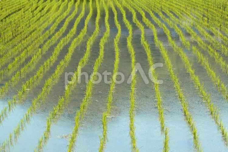 【風景写真】稲の並びの美しさ 自然,風景,水田の写真素材