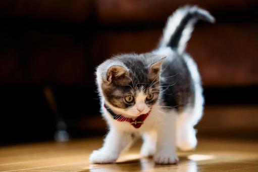 遊ぶ子猫 遊ぶ子猫の写真