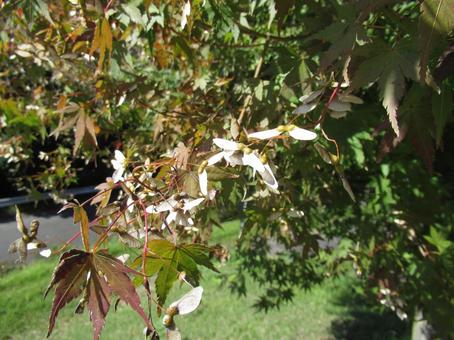 モミジの花 モミジ,落葉広葉樹,種の写真素材