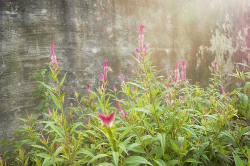 ノゲイトウ ネパール ノゲイトウ ネパールの写真