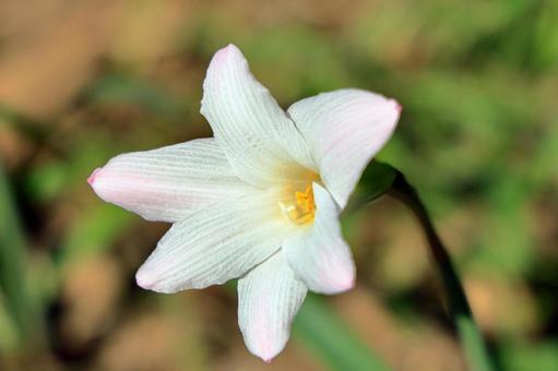 ゼフィランサス・ロブスタの花 ゼフィランサス・ロブスタの花 ゼフィランサス・ロブスタ,ハブランサス・ロブスタ,ピンクレインリリーの写真素材