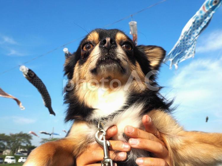 犬と鯉のぼり 犬,鯉のぼり,可愛いの写真素材