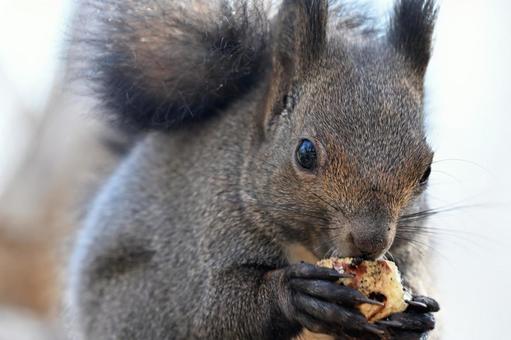 リス エゾリス,哺乳類,野生の写真素材
