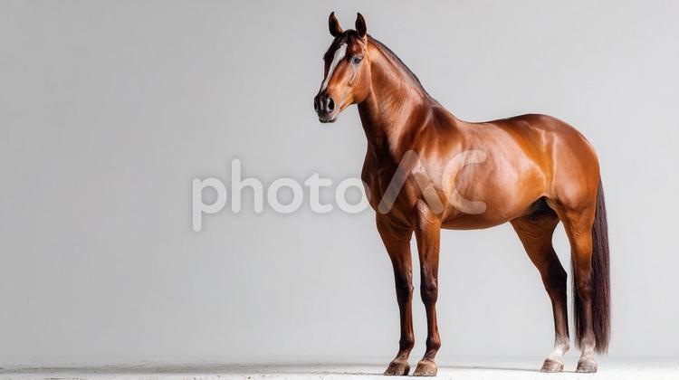 スタジオで撮影された威厳ある馬 馬,動物,栗毛の写真素材