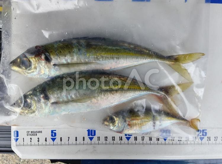 クーラーボックスの上にアジ、３匹 アジ,魚,釣りの写真素材