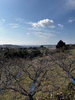 梅の花の山からの景色 梅の花の山からの景色の写真