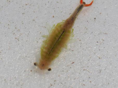 prawn stock photos, JPG prawn stock photos, JPG