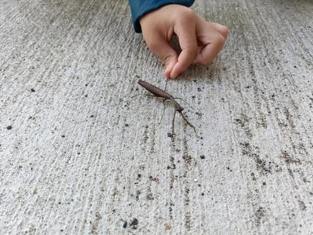 カマキリを触る子供 カマキリ,かまきり,子供の写真素材