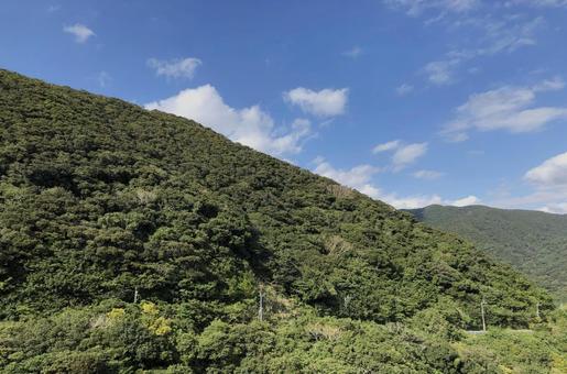 照葉樹林 照葉樹林 照葉樹林,山,晴れの写真素材