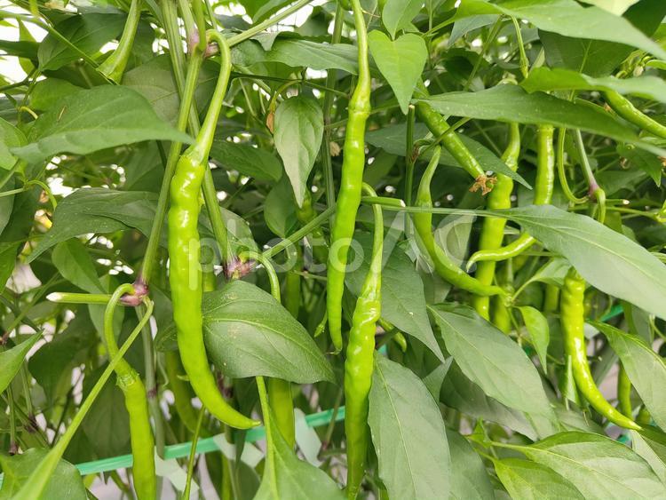 ひもとうがらし ひもとうがらし,とうがらし,野菜の写真素材