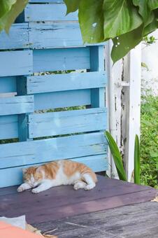 お昼寝をする茶トラ猫 猫,野良猫,茶トラの写真素材