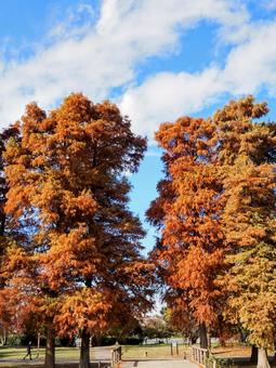 水元公園の紅葉・煉瓦色の木々（葛飾区） 秋,水元公園,紅葉の写真素材