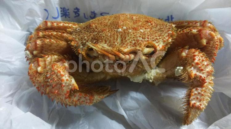挑戦的な目の毛ガニ 何人もありません,カニ,魚介類の写真素材