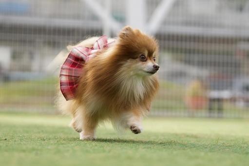 ポメラニアンのポートレート 犬,ポメラニアン,ポメの写真素材