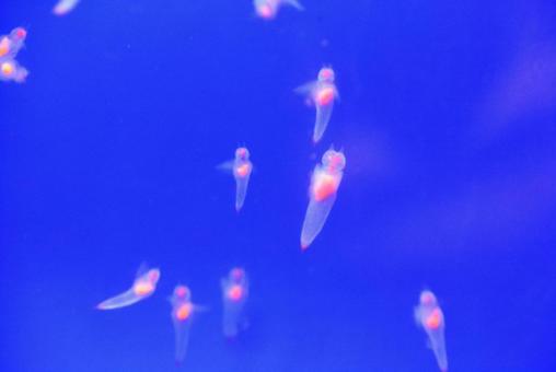 クリオネ クリオネの写真