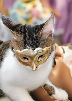 Masquerade Cat, JPG