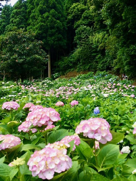 紫陽花　あじさい　アジサイ 紫陽花,あじさい,アジサイの写真素材