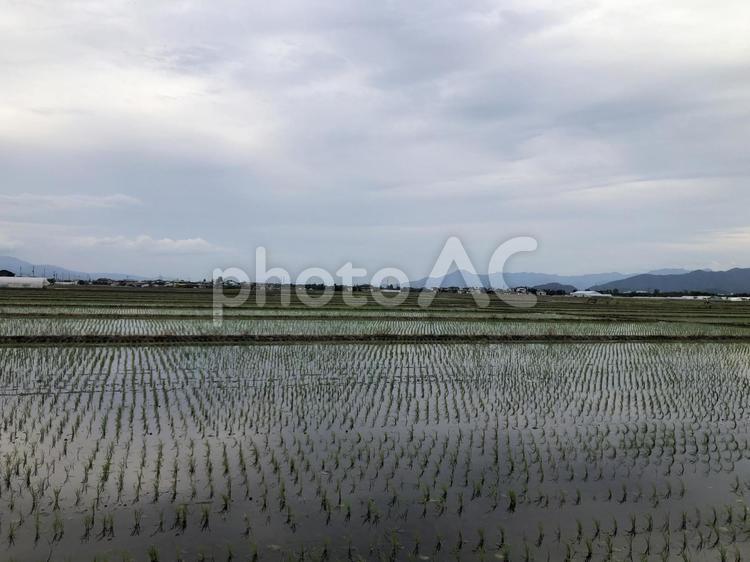 210603田んぼ樋越 210603田んぼ樋越,山形市樋越,田植えの写真素材