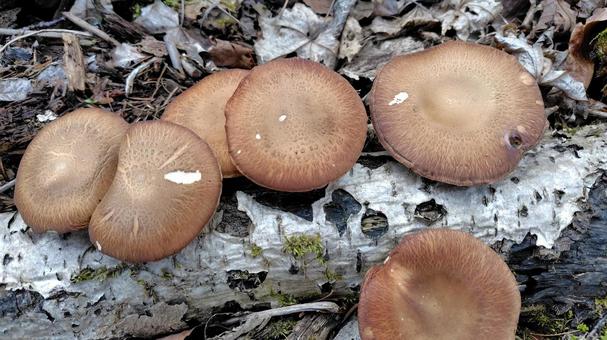 天然の椎茸 椎茸,きのこ,キノコ狩りの写真素材