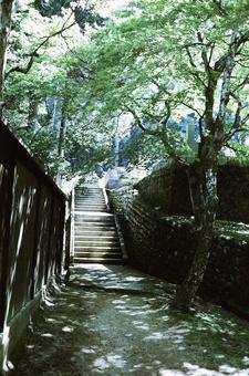 緑の写真 緑の写真の写真