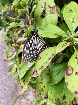 蝶々 蝶々 蝶々,蝶,アゲハの写真素材