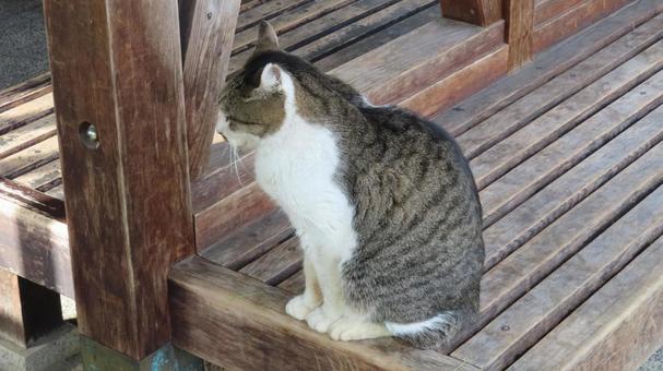 ベンチにお座りして休憩中のもふもふな猫 猫,キジシロ,お座りの写真素材