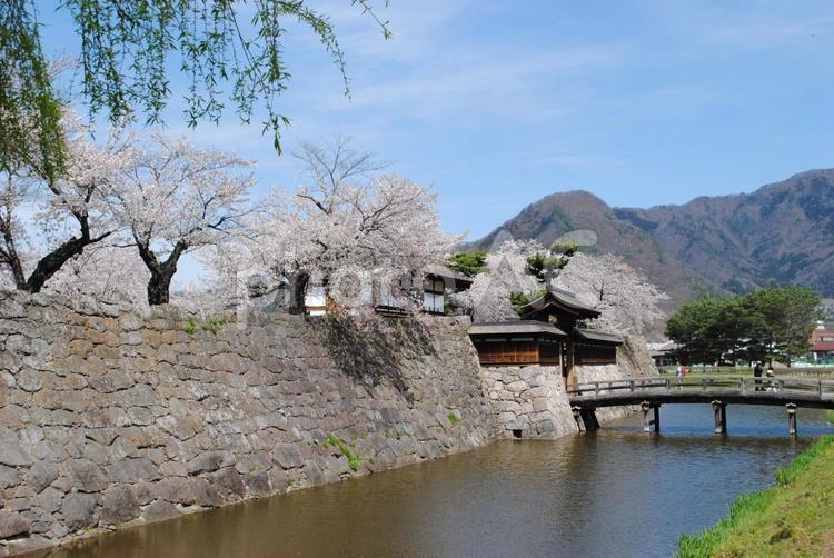 松代城跡の桜 長野県,長野市,松代町の写真素材