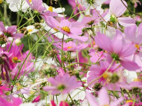 ピンクのコスモス 自然,コスモス,秋桜の写真素材