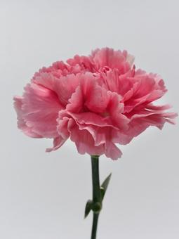 ピンク色のカーネーション 花,カーネーション,植物の写真素材