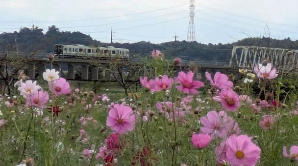 コスモス畑の写真