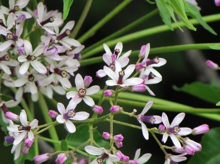 栴檀の花b 栴檀の花bの写真