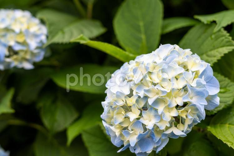 雨上がりの紫陽花（あじさい） 紫陽花,あじさい,アジサイの写真素材