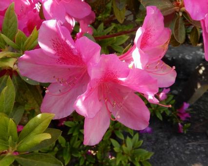 [Flower photo] Azalea flowers, JPG