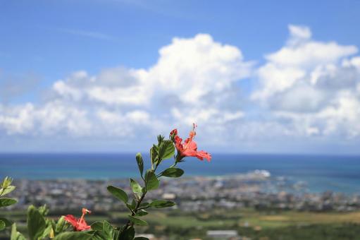 ハイビスカスと街並み ハイビスカス,花,海の写真素材