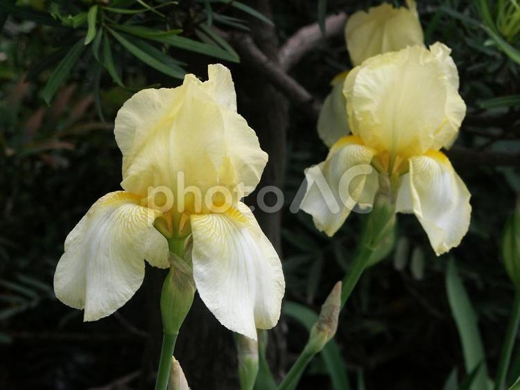 アヤメ・菖蒲、文目 アヤメ,草花,春の写真素材