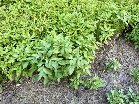 雑草 雑草の写真