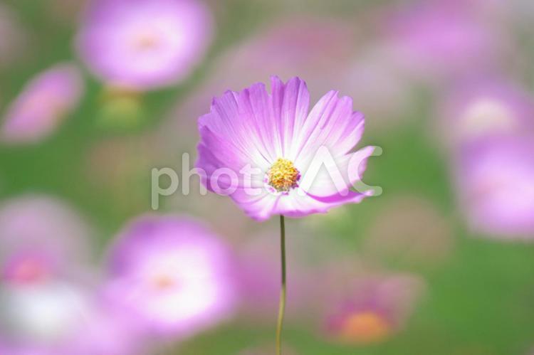 満開に咲き誇るコスモス畑 コスモス,コスモス畑,アップの写真素材