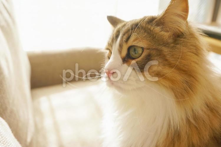 日光に照らされる猫の横顔 猫,サイベリアン,ハチワレの写真素材