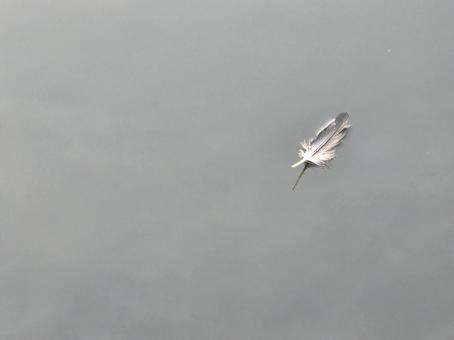 川に浮かぶ羽 川に浮かぶ羽 背景,風景,自然の写真素材