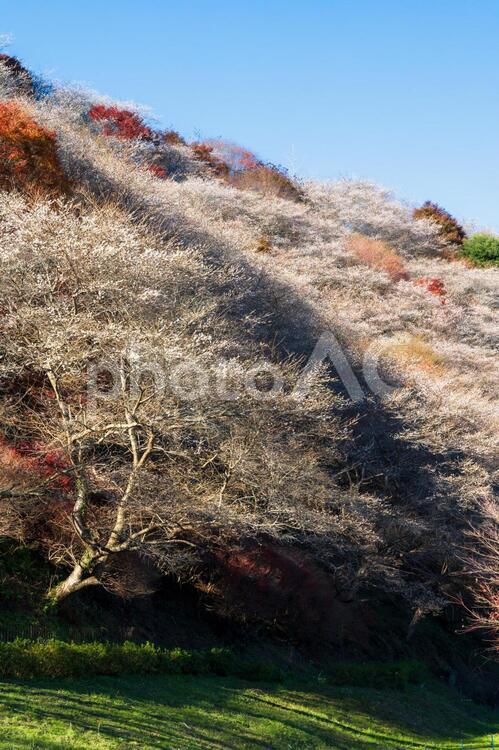 愛知県【四季桜と紅葉】 愛知,四季桜,シキザクラの写真素材