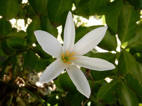【花の写真】 タマスダレ(玉簾) 【花の写真】 タマスダレ(玉簾)の写真
